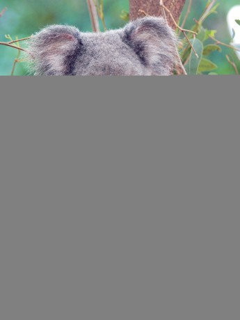 SWW_Koala_02.jpg